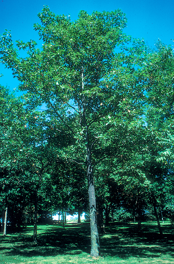 Northern red oak tree